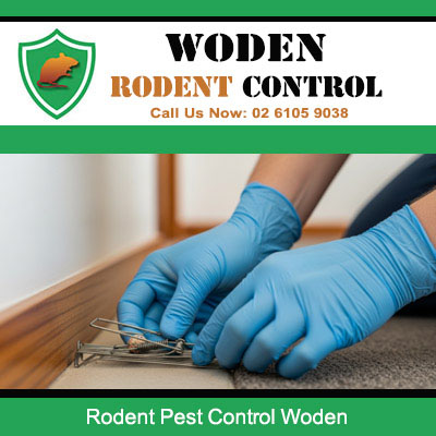 Licensed pest controller handling mouse trap during rodent treatment in Woden ACT